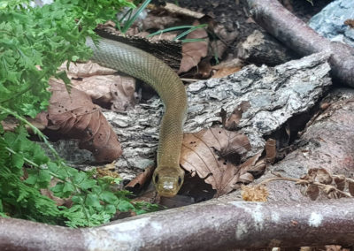 Couleuvre d'Esculape - Juvénile, Aquatis, Lausanne, Vaud