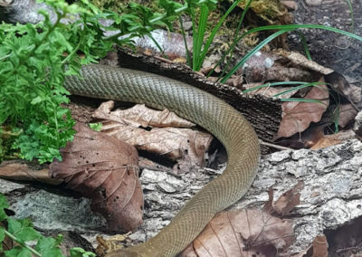 Couleuvre d'Esculape - Juvénile, Aquatis, Lausanne, Vaud