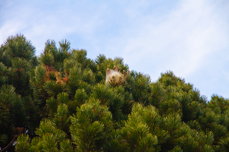 Randonnée - Bex – ruine romaine et tour de Duin