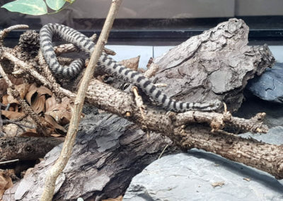 Vipère aspic - Juvénile, Aquatis, Lausanne, Vaud