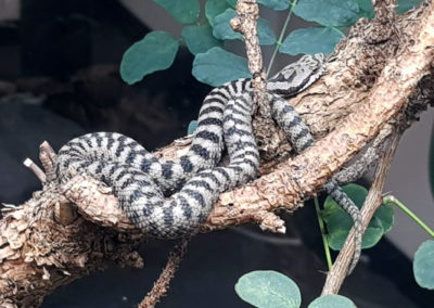 Vipère aspic - Juvénile, Aquatis, Lausanne, Vaud