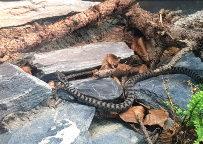 Vipère aspic - Juvénile, Aquatis, Lausanne, Vaud