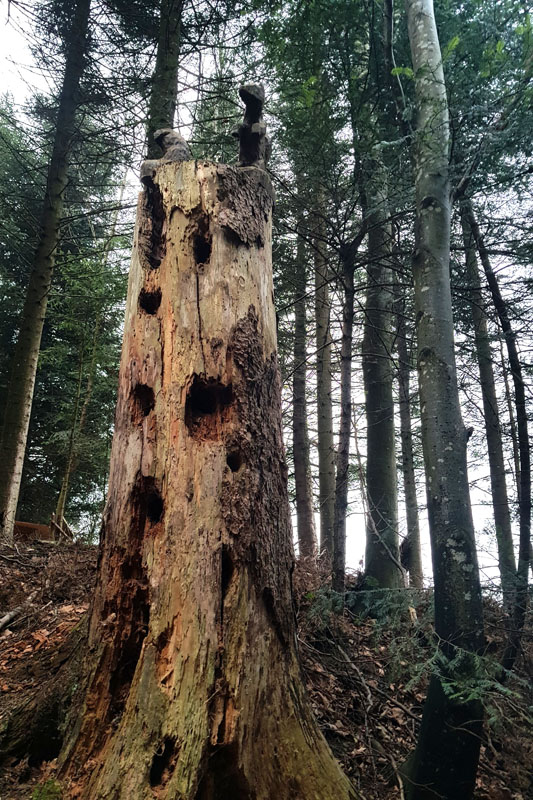 Randonnée - Sentier à tire d’ailes à Le Crêt