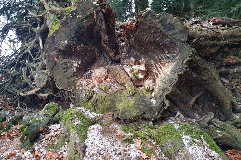 Randonnée - Sentier à tire d’ailes à Le Crêt