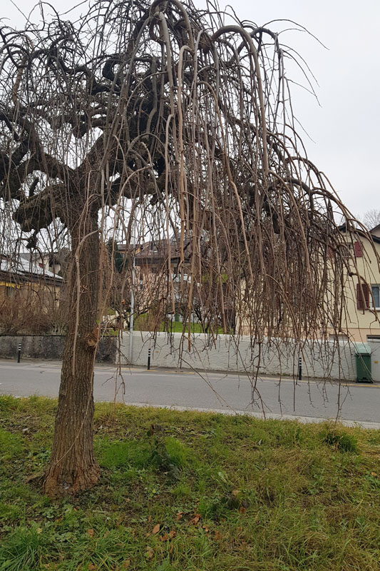 Randonnée - Vevey, En nature Simone !