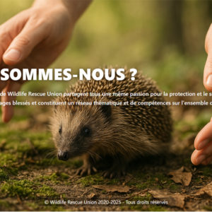 Wildlife Rescue Union