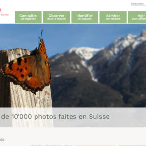 Lepido, papillons de Suisse