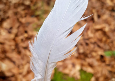 Plumes en vrac