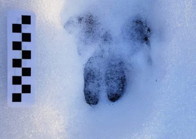 Sanglier – Empreinte, Puidoux, Vaud, Suisse