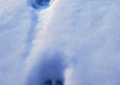 Sanglier – Empreinte, Puidoux, Vaud, Suisse