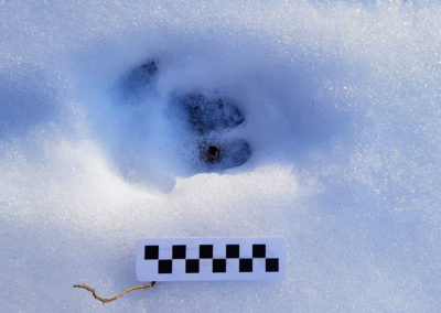 Sanglier – Empreinte, Puidoux, Vaud, Suisse