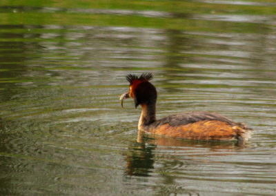 Grèbe huppé, Réserve naturelle des Grangettes, Villeneuve, Vaud, Suisse
