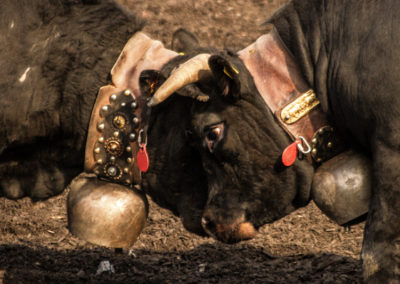 Culture - Qualificatif combats de reines Martigny