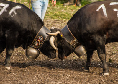 Culture - Qualificatif combats de reines Martigny