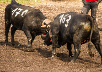 Culture - Qualificatif combats de reines Martigny