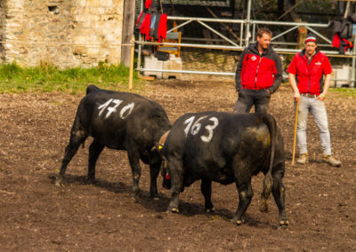 Culture - Qualificatif combats de reines Martigny