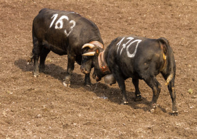 Culture - Qualificatif combats de reines Martigny