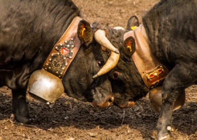 Culture - Qualificatif combats de reines Martigny