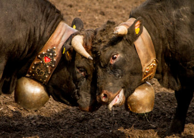 Culture - Qualificatif combats de reines Martigny