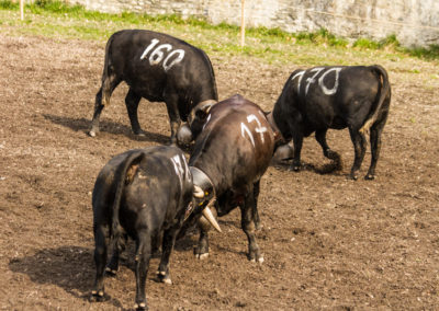 Culture - Qualificatif combats de reines Martigny