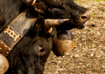 Culture - Qualificatif combats de reines Martigny