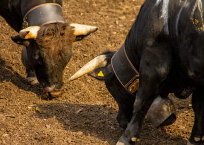 Culture - Qualificatif combats de reines Martigny