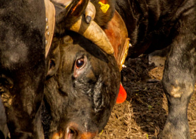 Culture - Qualificatif combats de reines Martigny