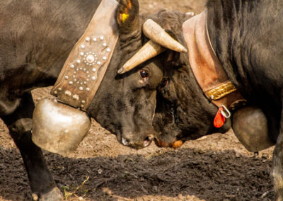 Culture - Qualificatif combats de reines Martigny