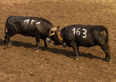 Culture - Qualificatif combats de reines Martigny
