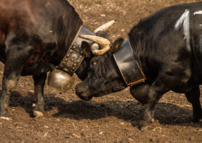 Culture - Qualificatif combats de reines Martigny