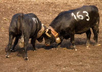 Culture - Qualificatif combats de reines Martigny