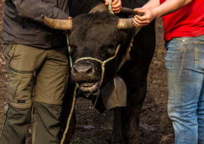 Culture - Qualificatif combats de reines Martigny