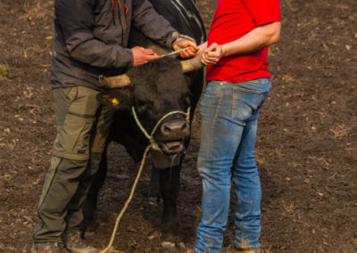 Culture - Qualificatif combats de reines Martigny