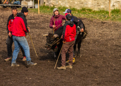 Culture - Qualificatif combats de reines Martigny