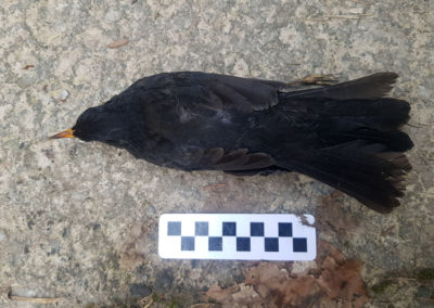 Merle noir - Anatomie