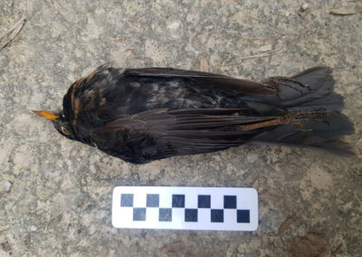 Merle noir - Anatomie