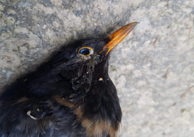 Merle noir - Anatomie