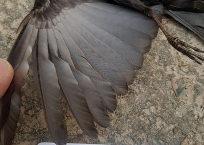 Merle noir - Anatomie