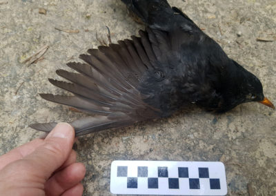 Merle noir - Anatomie