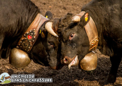 Galerie d’images – Combats de reines