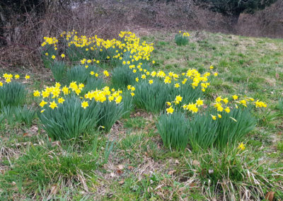 Narcisse jaune, Puidoux, Vaud, Suisse