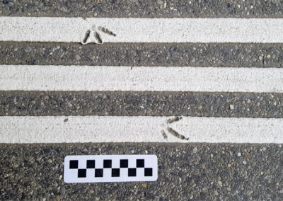 Pigeon biset (domestique) - Empreinte