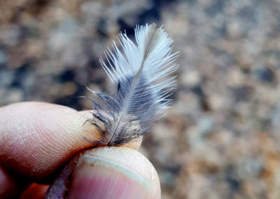 Plumes en vrac