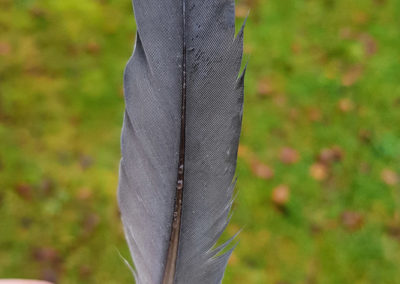 Plumes en vrac