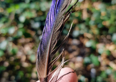 Plumes en vrac