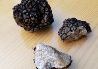 Truffe d'été, Puidoux, Suisse