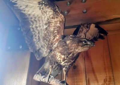Buse variable - Trophée, Papiliorama, Chiètres, Fribourg, Suisse