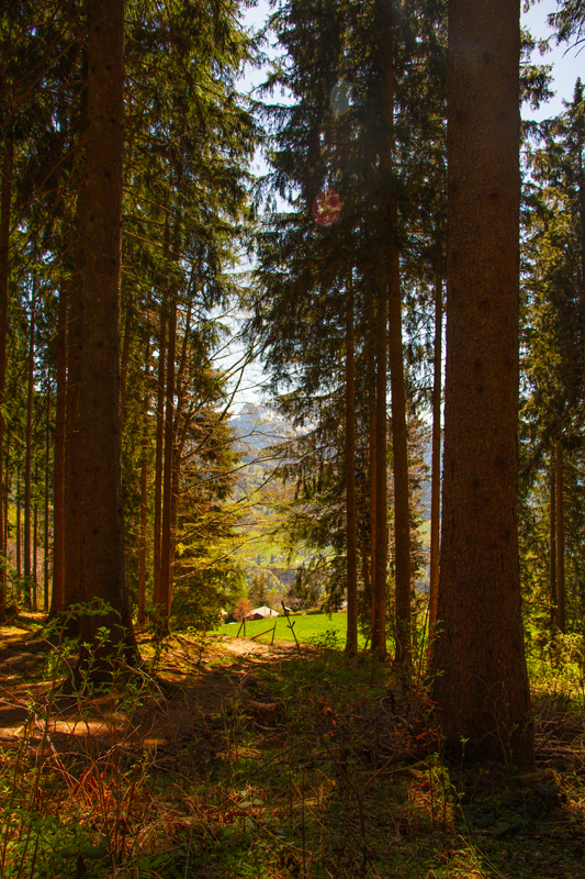 Randonnée - Circuit des Biches