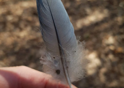 Plumes en vrac