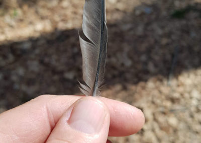 Plumes en vrac